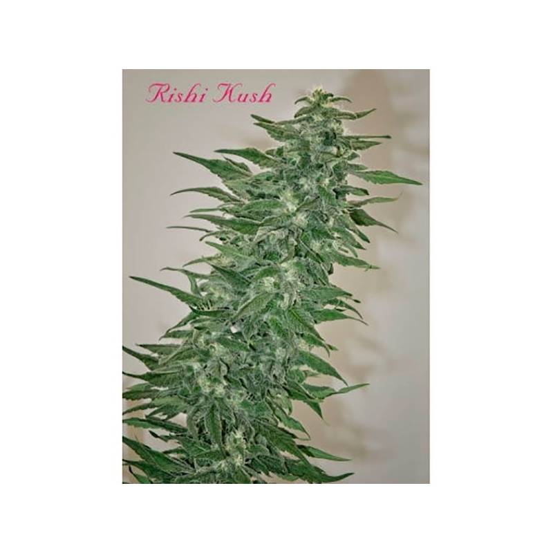 Rishi Kush Regular de Mandala Seeds