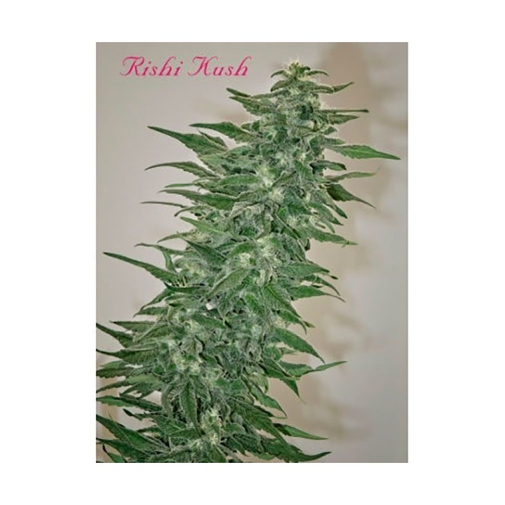 Rishi Kush Regular de Mandala Seeds