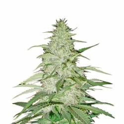 Safari Mix Regular de Mandala Seeds