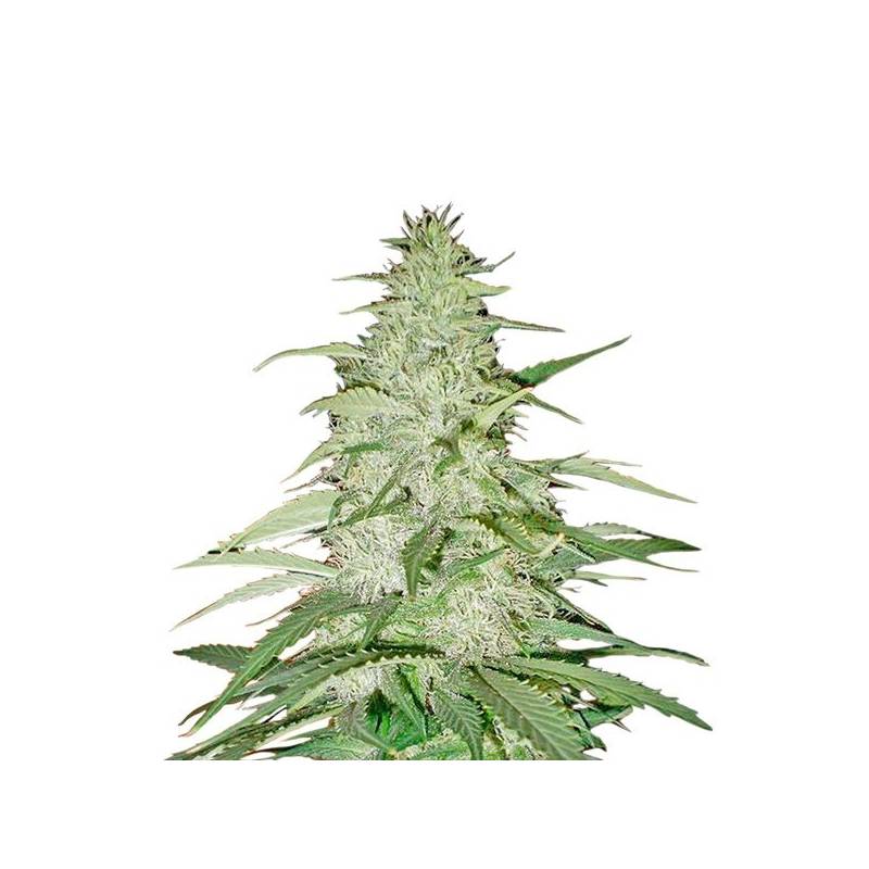 Safari Mix Regular de Mandala Seeds