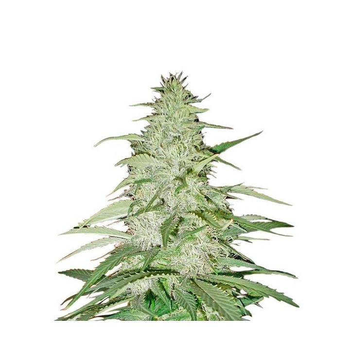 Safari Mix Regular de Mandala Seeds