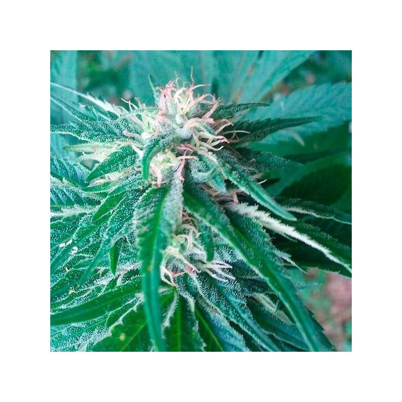 Satori Regular de Mandala Seeds