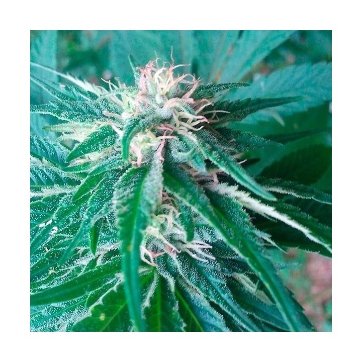 Satori Regular de Mandala Seeds