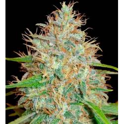 Afghan Kush Ryder Autofloreciente Feminizada de World Of Seeds