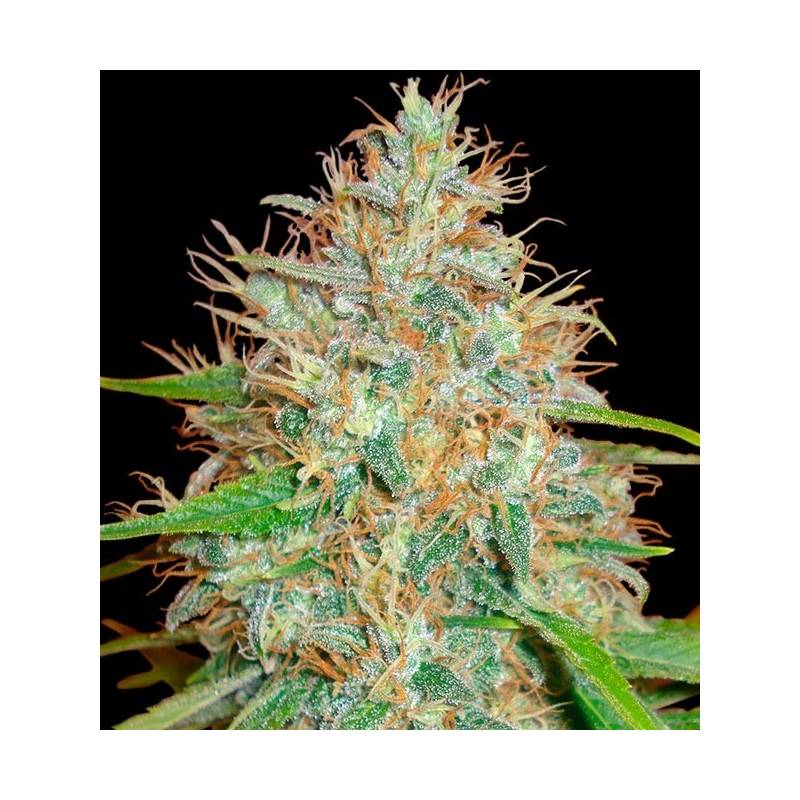 Afghan Kush Ryder Autofloreciente Feminizada de World Of Seeds