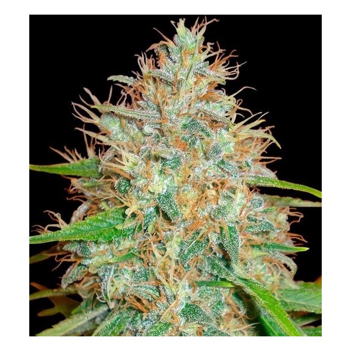 Afghan Kush Ryder Autofloreciente Feminizada de World Of Seeds