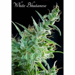 White Bhutanese Feminizada de Mandala Seeds