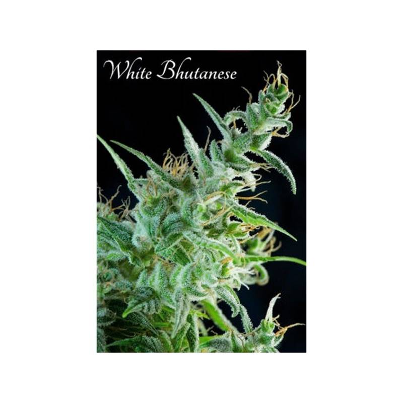 White Bhutanese Feminizada de Mandala Seeds