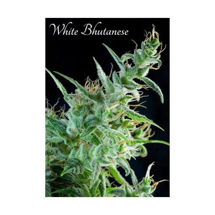 White Bhutanese Feminizada de Mandala Seeds