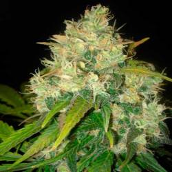 Black Russian (Indica Line) Feminizada de Delicious