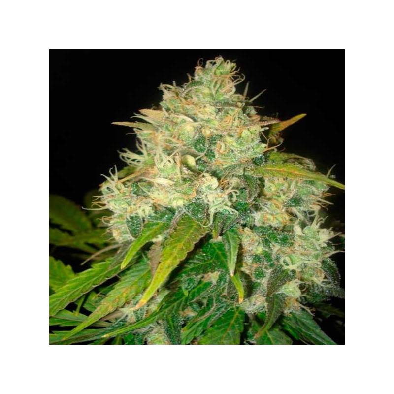 Black Russian (Indica Line) Feminizada de Delicious