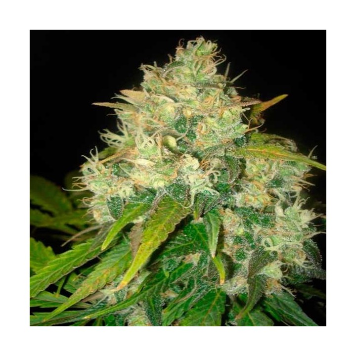 Black Russian (Indica Line) Feminizada de Delicious