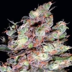 Cotton Candy (Sativa Line) Feminizada de Delicious