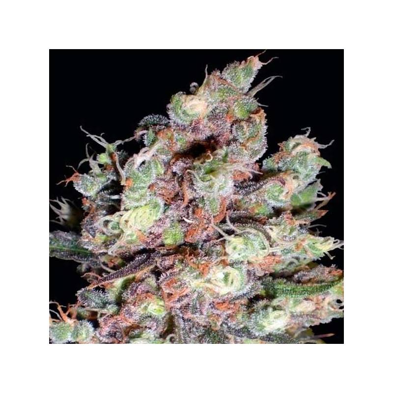 Cotton Candy (Sativa Line) Feminizada de Delicious