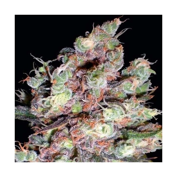 Cotton Candy (Sativa Line) Feminizada de Delicious