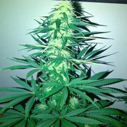 Critical Kali Mist (Sativa Line) Feminizada de Delicious