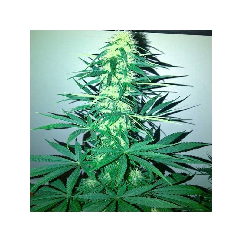 Critical Kali Mist (Sativa Line) Feminizada de Delicious