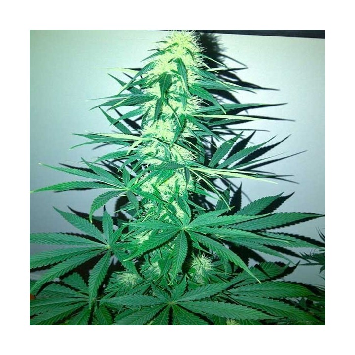 Critical Kali Mist (Sativa Line) Feminizada de Delicious