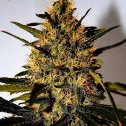 Critical Jack Herer (Sativa...