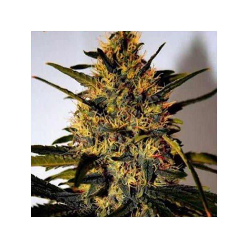 Critical Jack Herer (sativa Line) Feminizada de Delicious