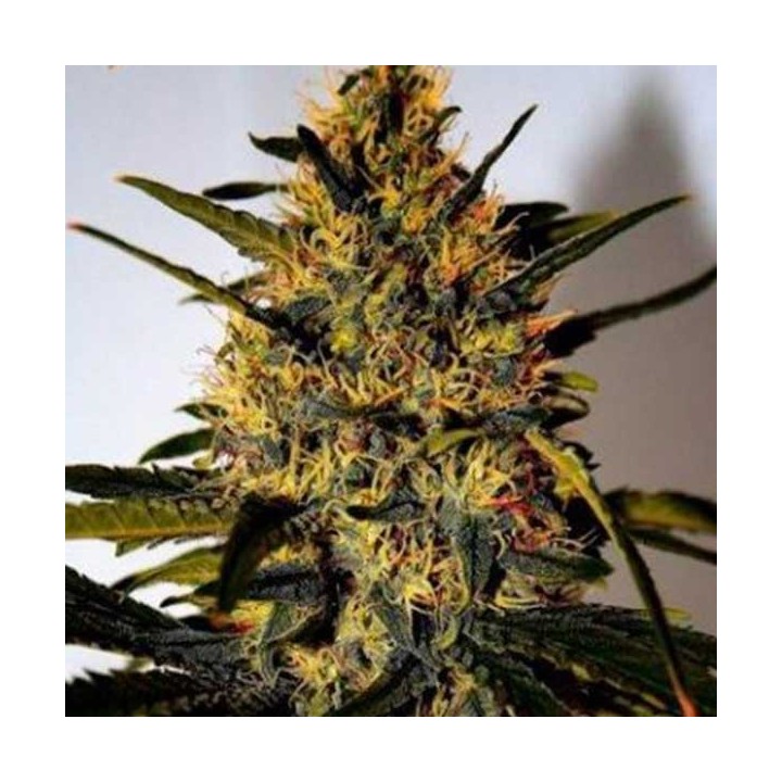 Critical Jack Herer (sativa Line) Feminizada de Delicious