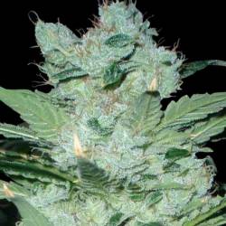 Critical Neville Haze 2.0 (Sativa Line) Feminizada de Delicious