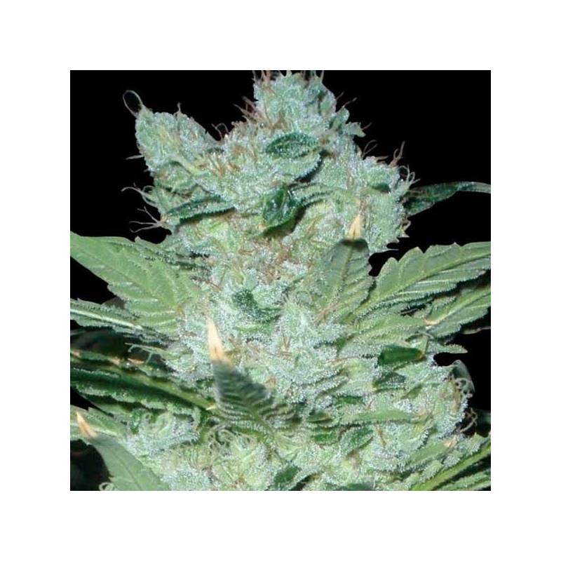 Critical Neville Haze 2.0 (Sativa Line) Feminizada de Delicious