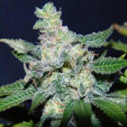 Critical Neville Haze 2.0 (sativa Line) Feminizada de Delicious