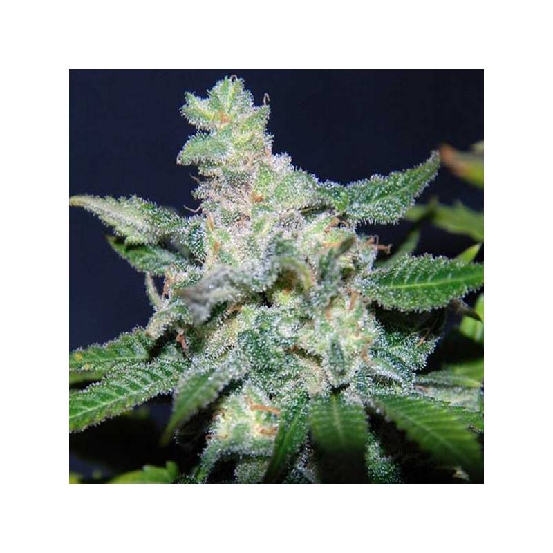 Critical Neville Haze 2.0 (sativa Line) Feminizada de Delicious