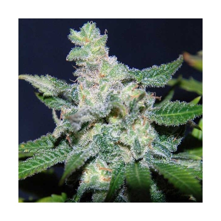 Critical Neville Haze 2.0 (sativa Line) Feminizada de Delicious