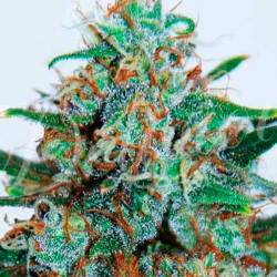 Critical Neville Haze (Sativa Line) Autofloreciente Feminizada