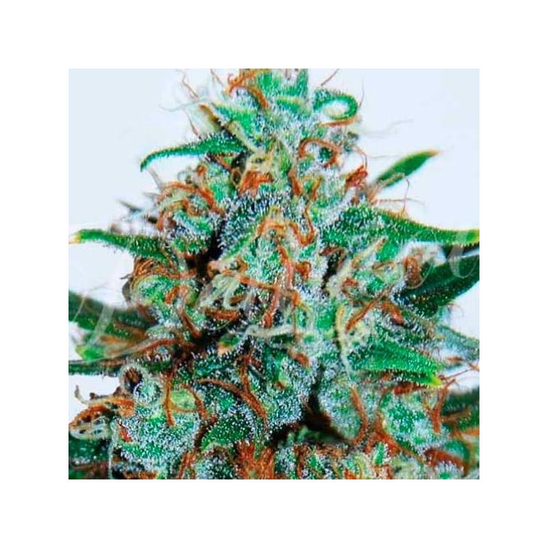 Critical Neville Haze (Sativa Line) Autofloreciente Feminizada