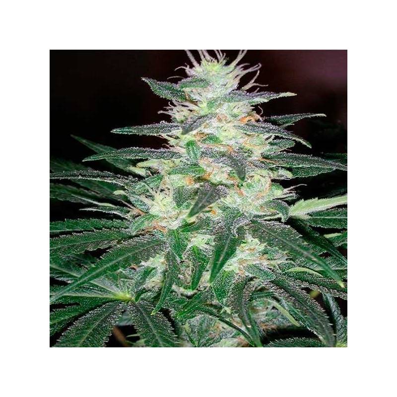 Critical Sensi Star (Indica Line) Feminizada de Delicious