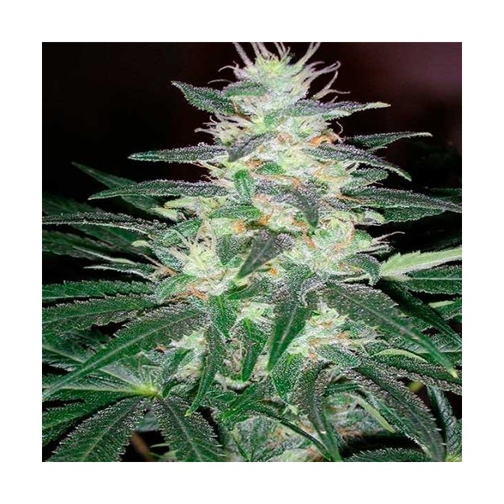 Critical Sensi Star (Indica Line) Feminizada de Delicious