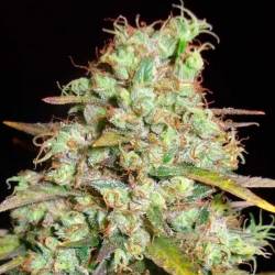 Critical Super Silver Haze (Sativa Line) Feminizada de Delicious