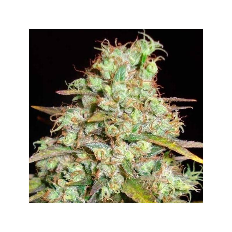 Critical Super Silver Haze (Sativa Line) Feminizada de Delicious