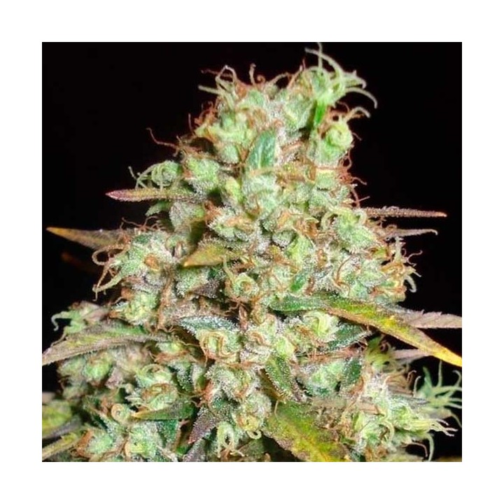 Critical Super Silver Haze (Sativa Line) Feminizada de Delicious