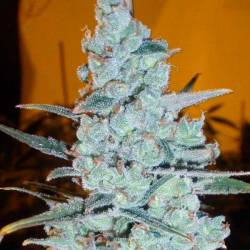 Critical Jack Herer (Sativa Line) Autofloreciente Feminizada de