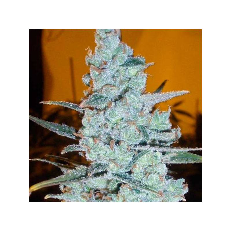 Critical Jack Herer (Sativa Line) Autofloreciente Feminizada de Critical Jack Herer (Sativa Line) Autofloreciente Feminizada de