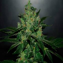 Critical Jack Herer Autofloreciente Feminizada de Delicious