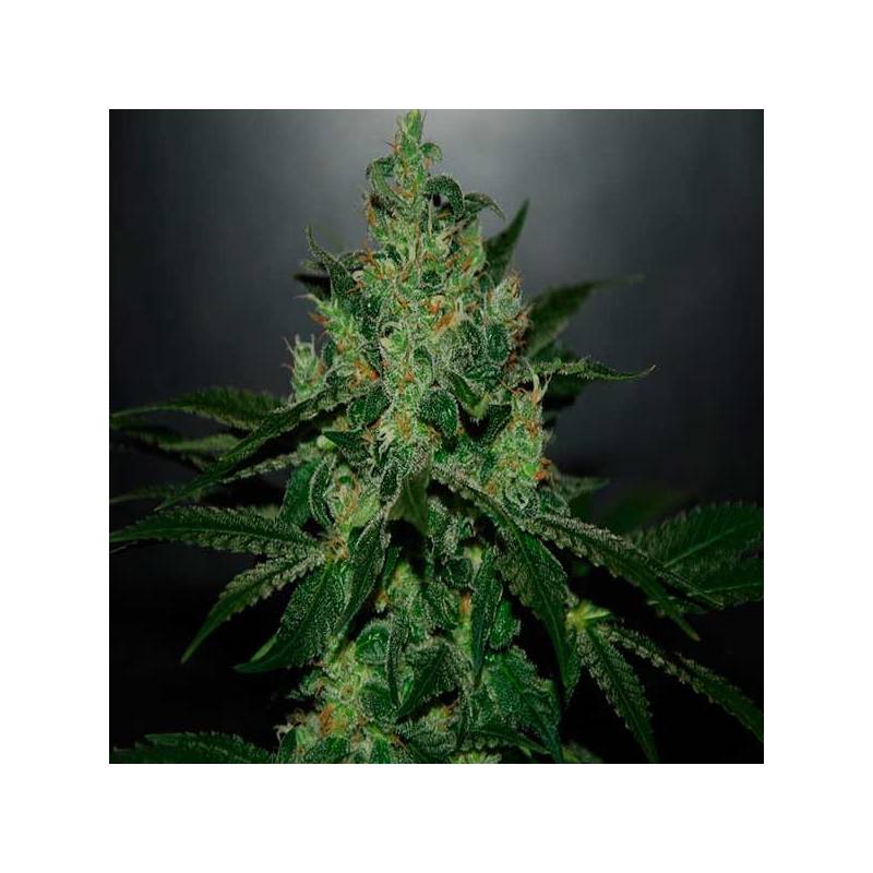 Critical Jack Herer Autofloreciente Feminizada de Delicious