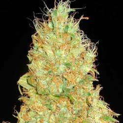 Fruity Chronic Juice (Indica Line) Feminizada de Delicious