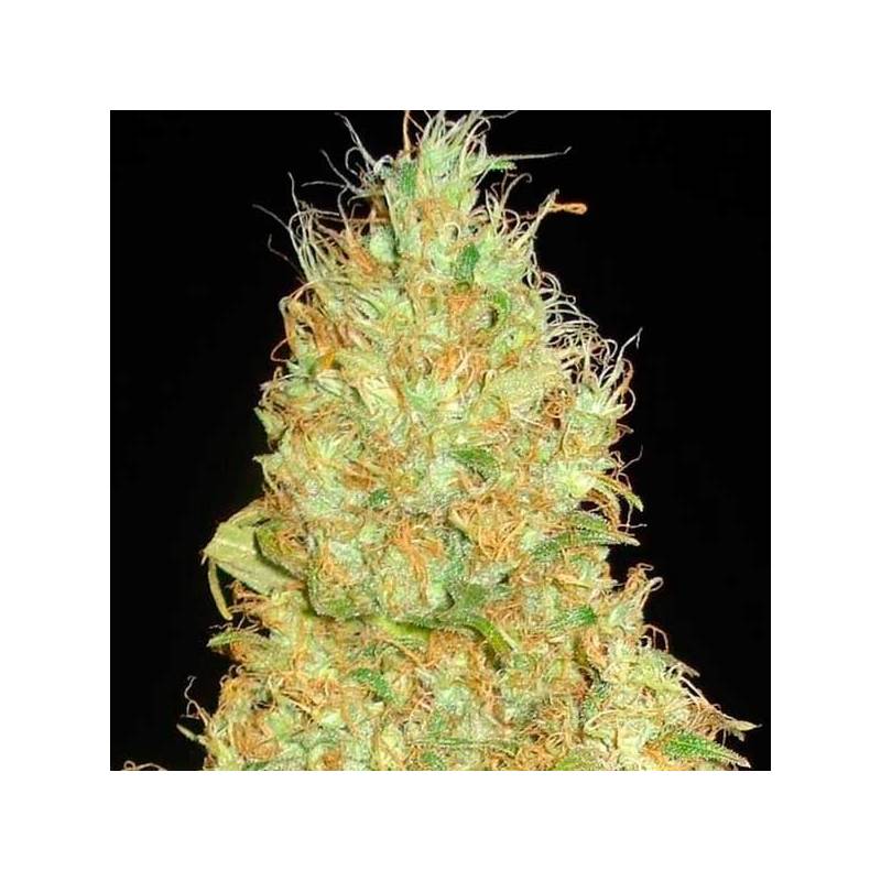 Fruity Chronic Juice (Indica Line) Feminizada de Delicious