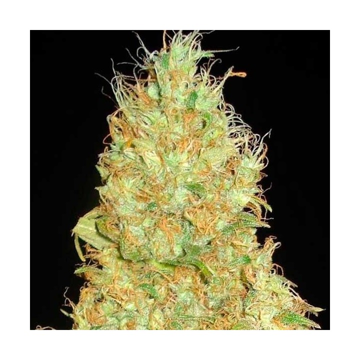 Fruity Chronic Juice (Indica Line) Feminizada de Delicious