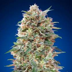 California Kush Feminizada de 00 Seeds