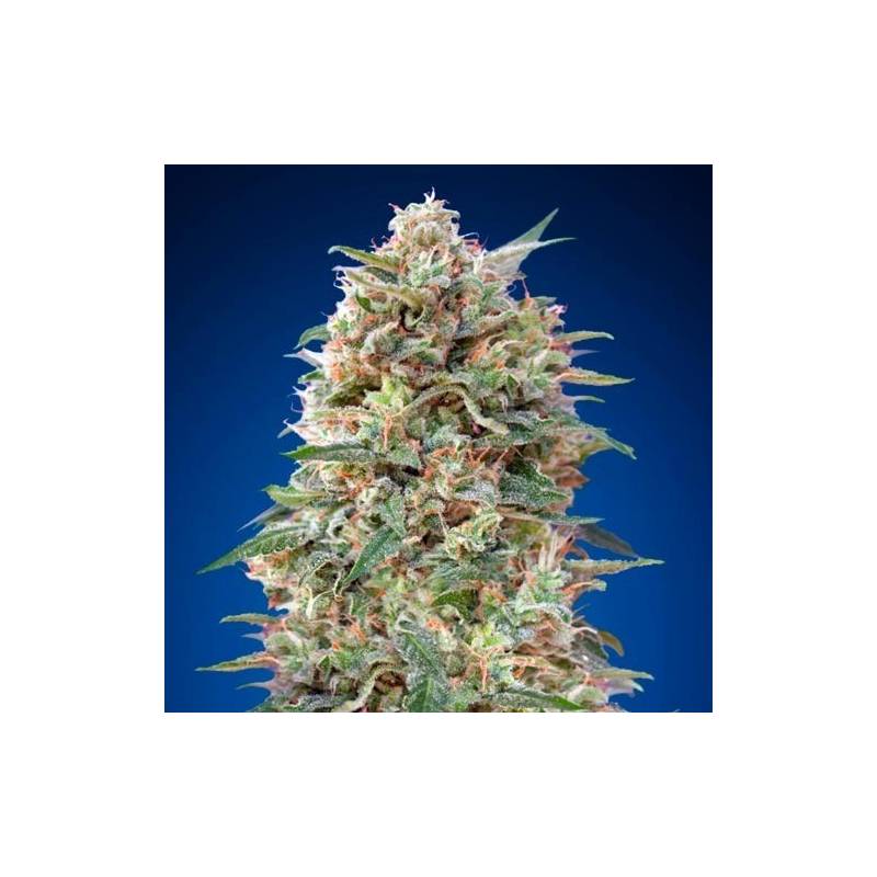 California Kush Feminizada de 00 Seeds