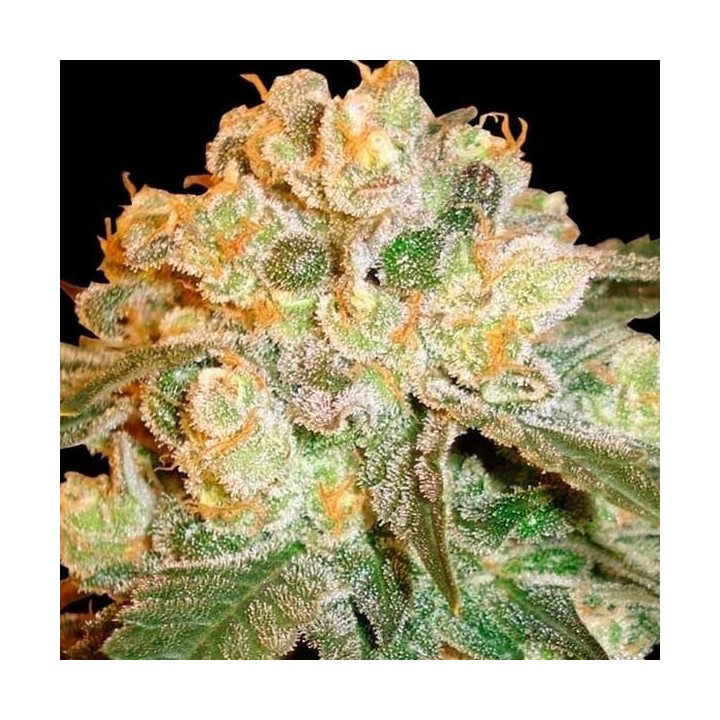 Marmalate (Indica Line) Feminizada de Delicious