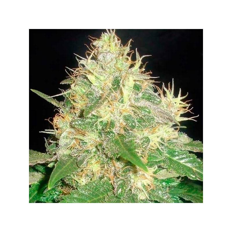 Northern Light Blue (indica Line) Feminizada de Delicious