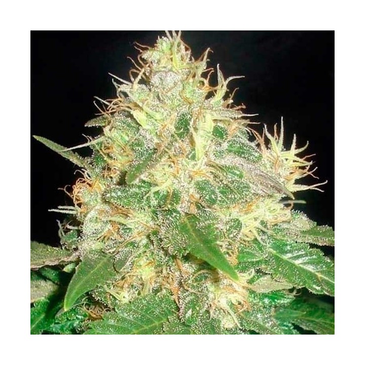 Northern Light Blue (indica Line) Feminizada de Delicious