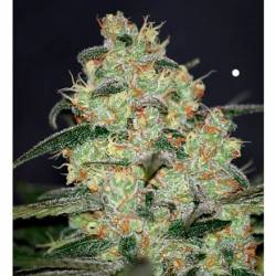 Madness (Diamond Collection) Feminizada de World Of Seeds